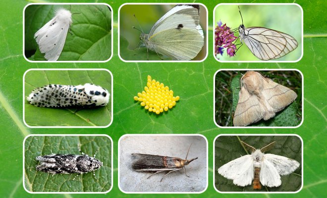 Гусеницы и бабочки-совки: методы борьбы с ними